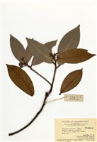 藏品(黃絨潤楠)的圖片